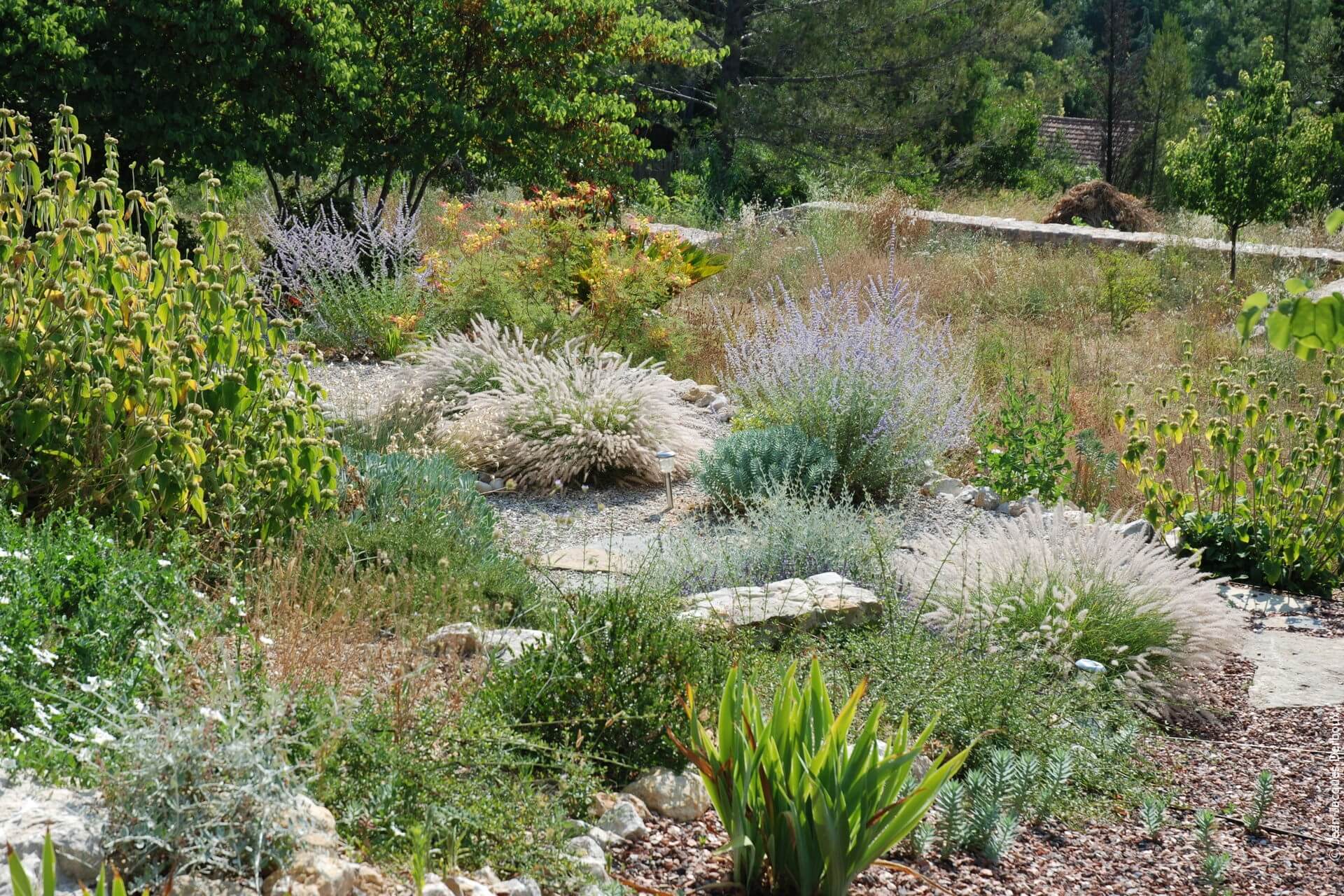 Jardin naturel, biodiversité des végétaux, fleurs, plantes méditerranéennes, jardin écologique.