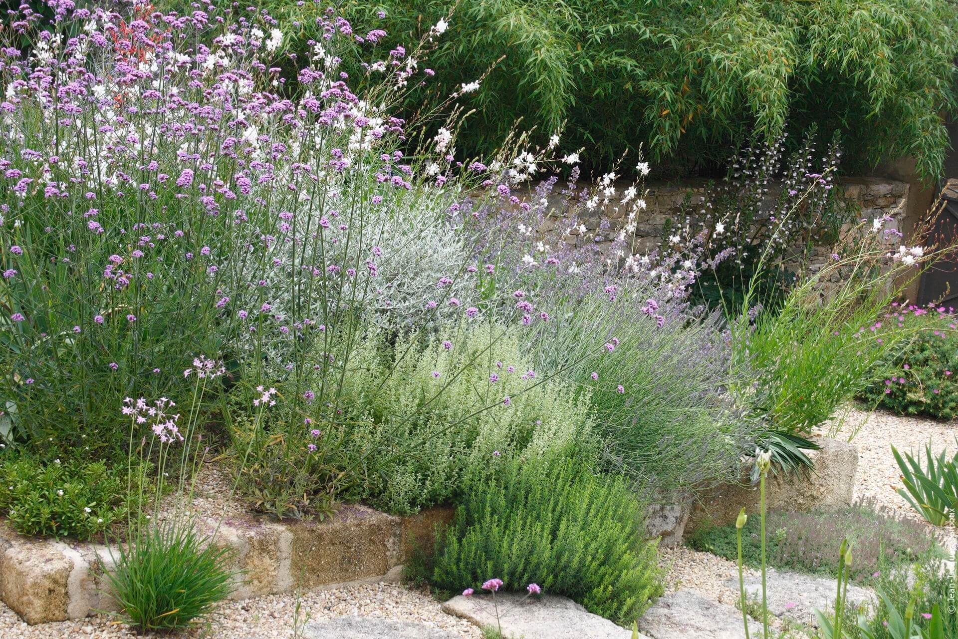 Plantes pour jardin sec, perovskia, tulbaghia, verveine de Buenos Aires, gaura, jardinière de pierre taillée, bambou, acanthe.