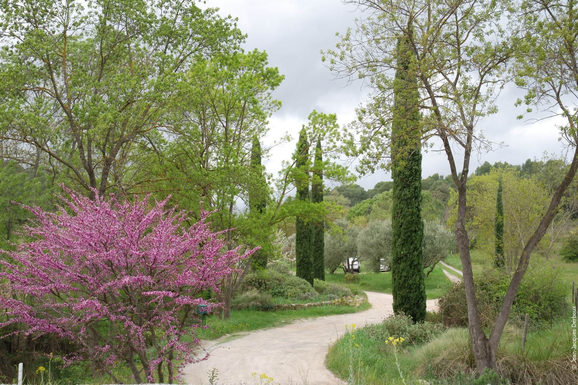 Allées dans jardin sec, arbre de Judée en fleur, cyprès, frêne, oliviers, phlomis, lavande.