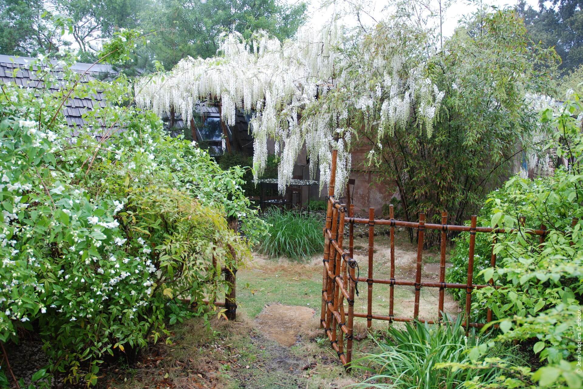 Ambiance japonaise, glycine blanche, portillon en bambou.