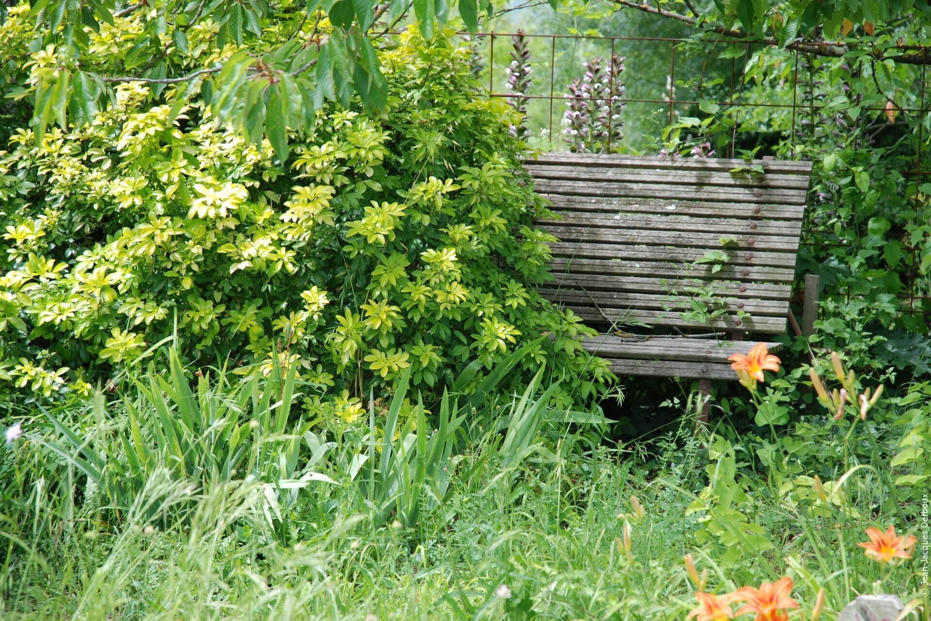 Banc sous le cerisier, oranger du Mexique, jardin naturel.