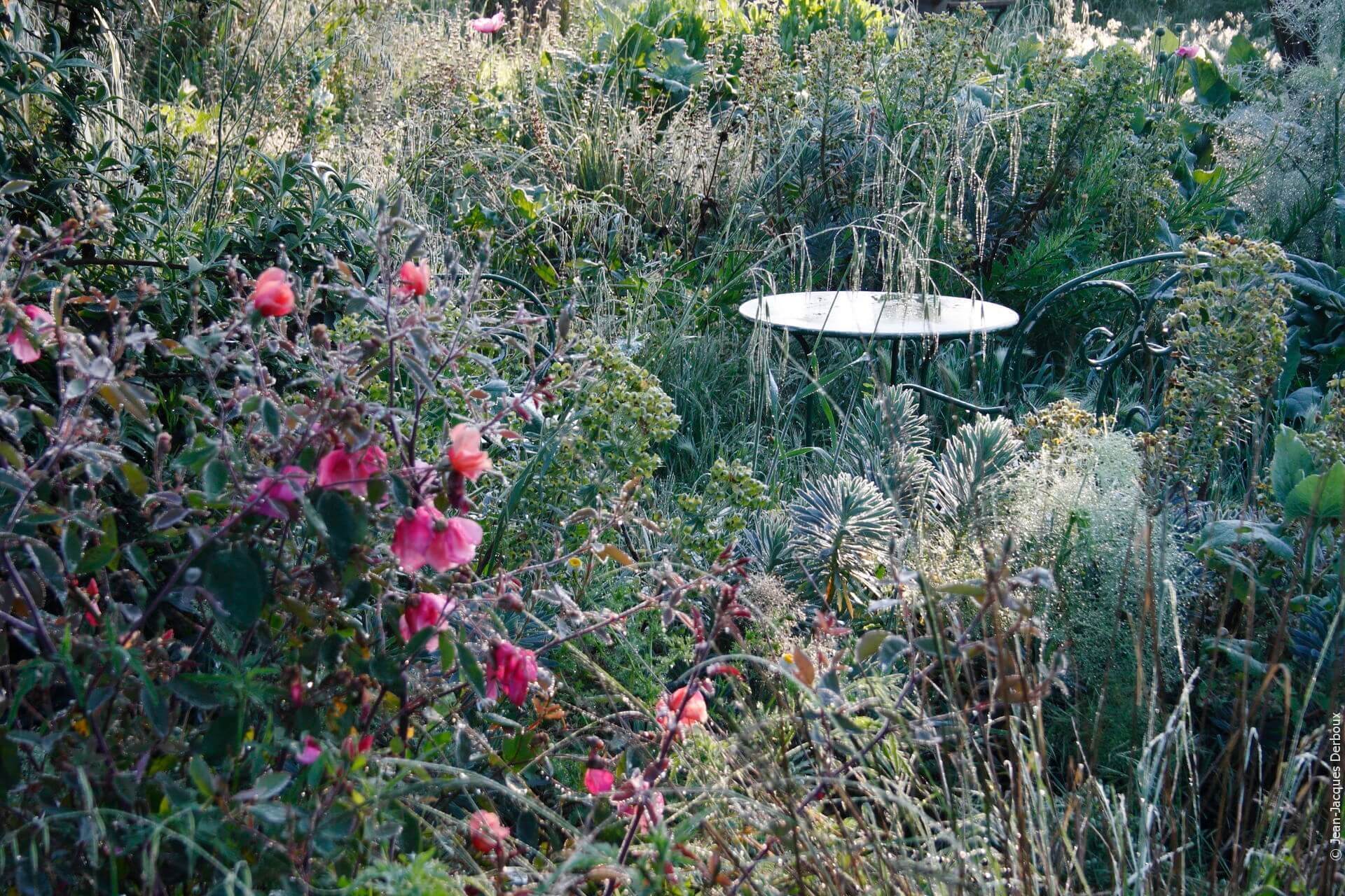 Jardin romantique sans arrosage, fleurs, rosiers, mobilier ancien en métal.