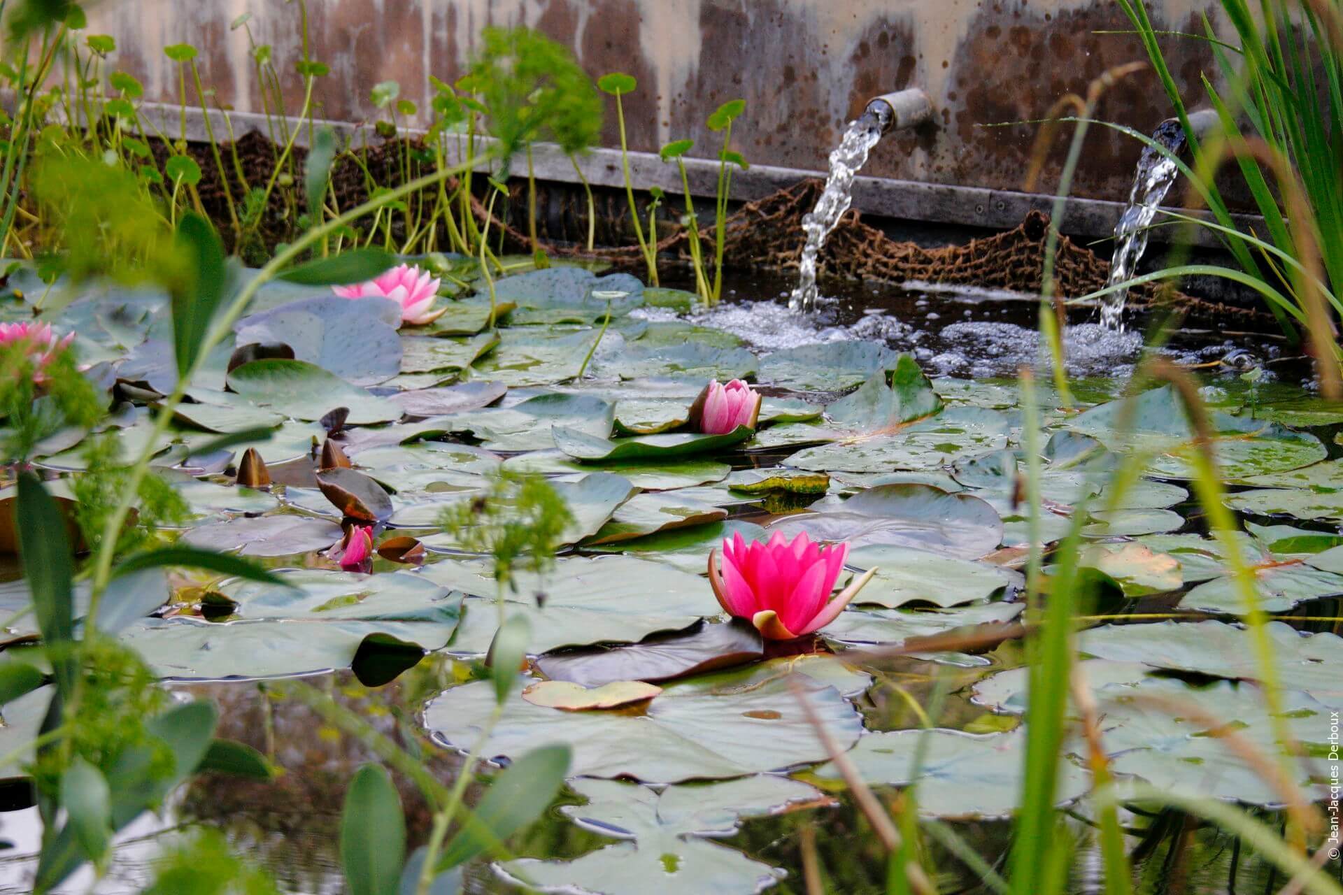 Plantes aquatiques, nymphéas, nénuphars, sortie d’eau en métal brut.