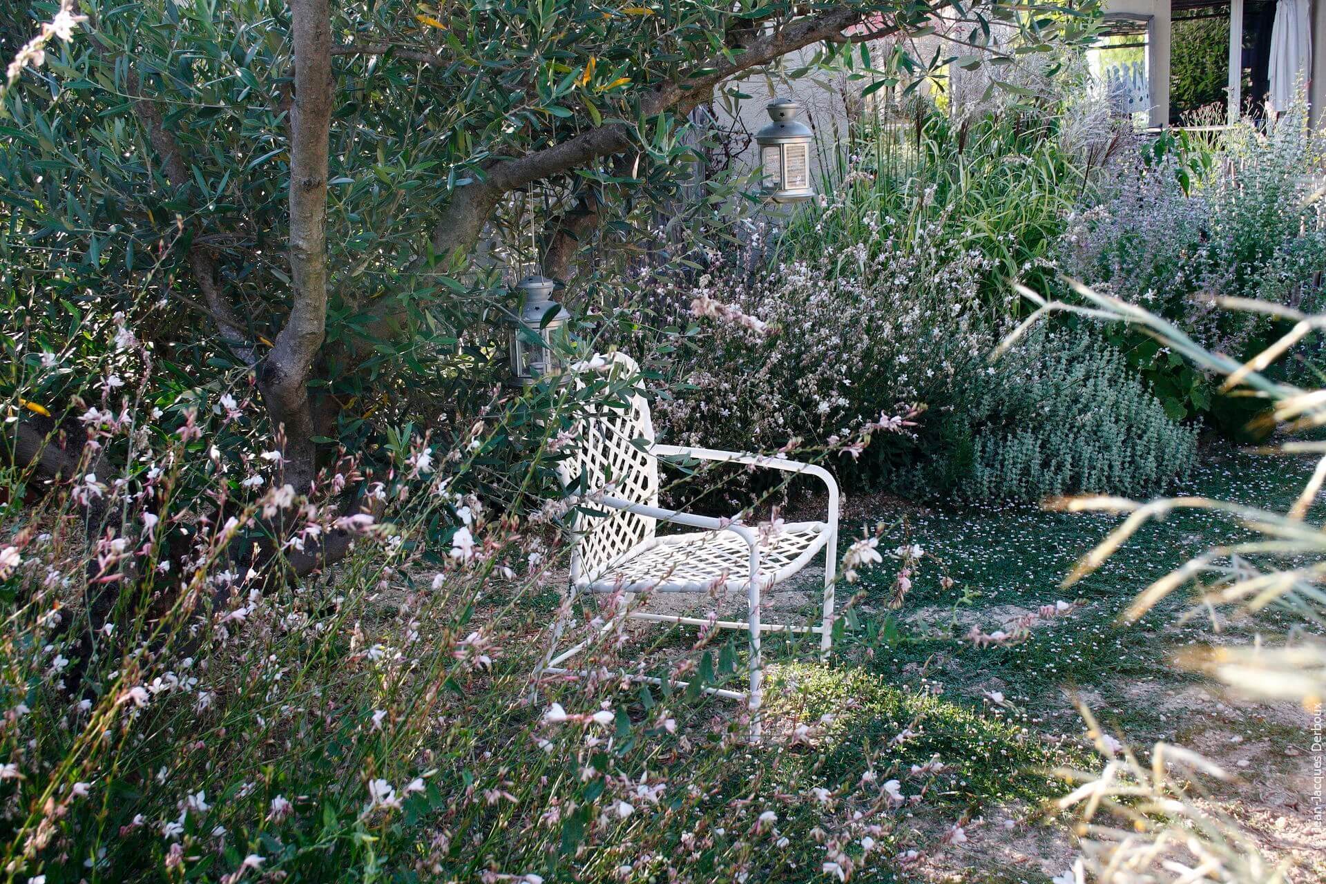 A l’ombre sous l’olivier, lippia nodiflora, couvre sol pour jardin sans arrosage, gaura, lanterne et fauteuil de jardin.