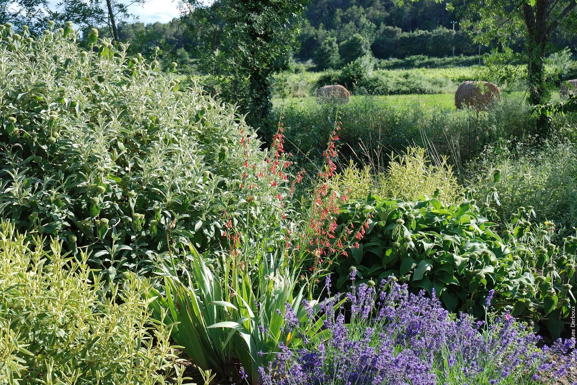 Jardin sec, jardin sans arrosage, collection de phlomis, lavande, penstemon barbatus.